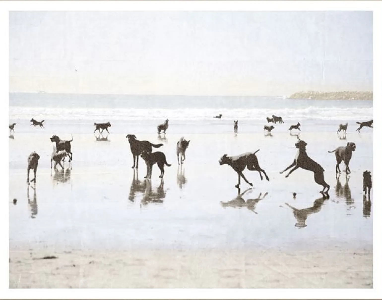 Beach Dogs - Medium