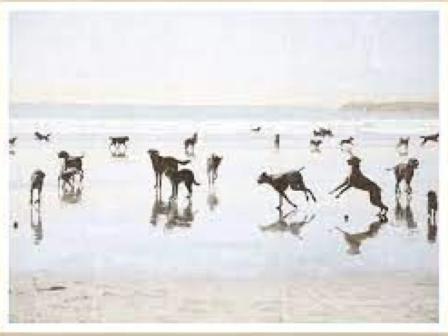 Beach Dogs Small