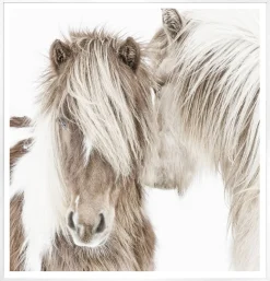 Icelandic Ponies