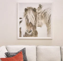 Icelandic Ponies